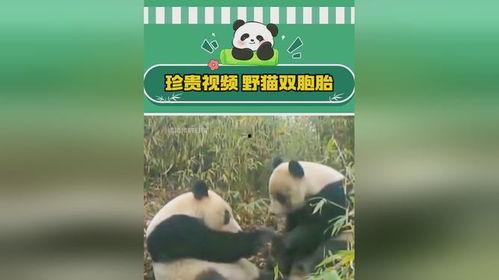 最新爆料熊猫视频,揭秘幕后真相，带你走进神秘世界  第2张