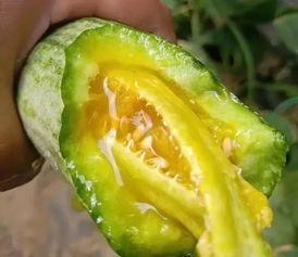 吃一个网红的瓜 第3张 吃一个网红的瓜 第3张